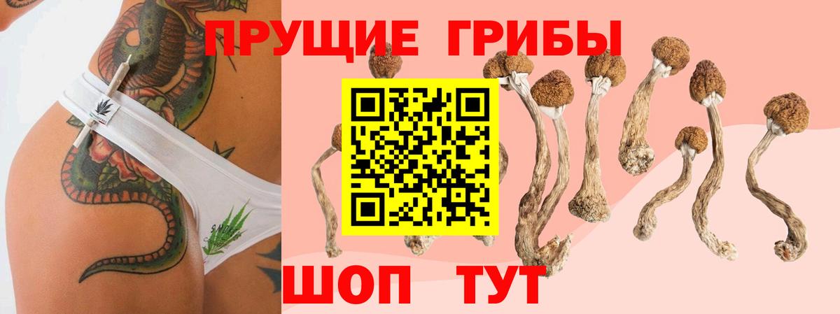 Сердобск  Галлюциногенные грибы прущие грибы  Вход с VPN 